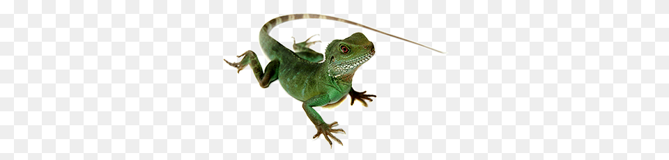 Lizard, Animal, Reptile, Green Lizard, Iguana Free Transparent Png