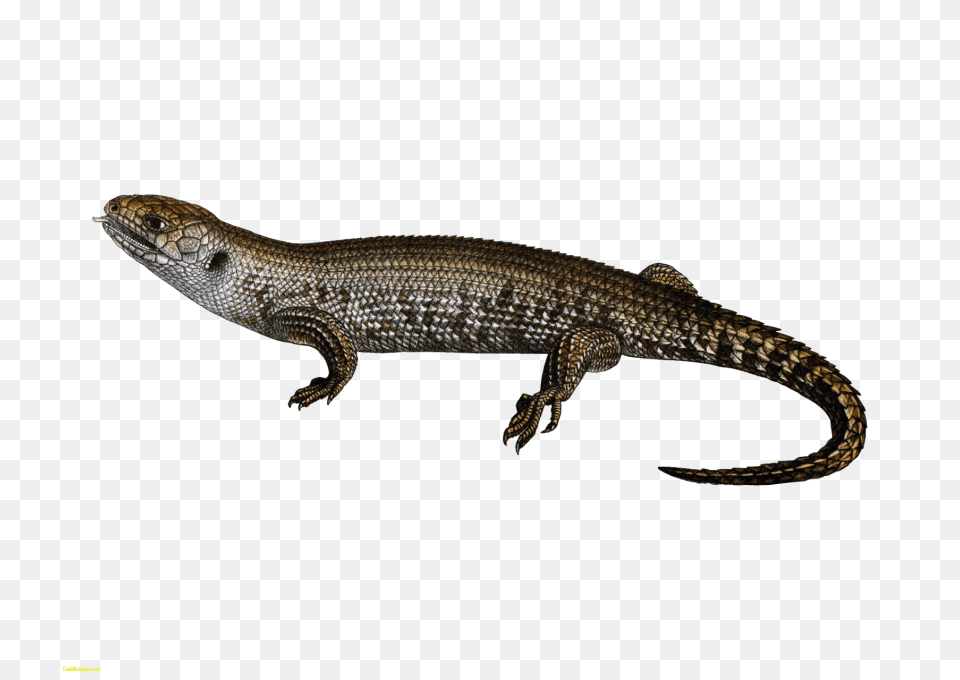 Lizard, Animal, Reptile, Gecko Free Png