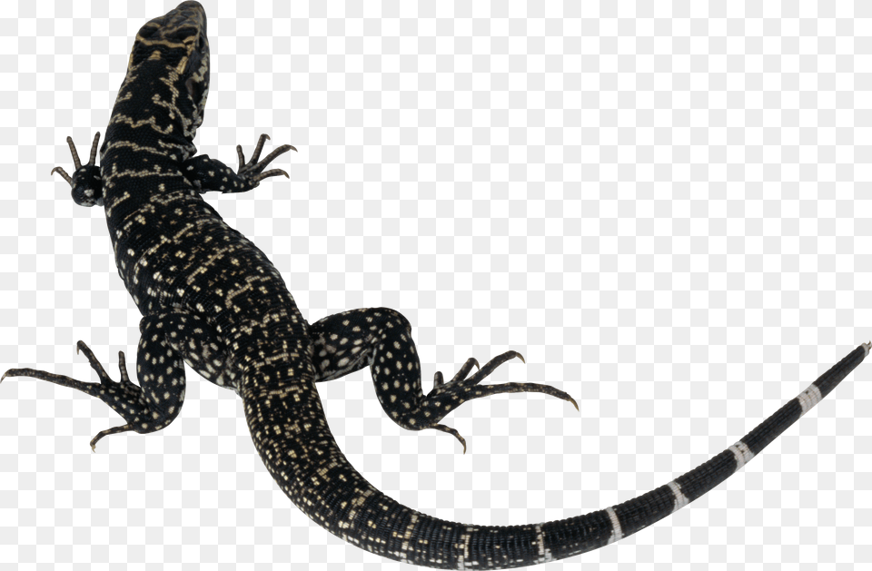 Lizard, Animal, Gecko, Reptile, Anole Free Transparent Png