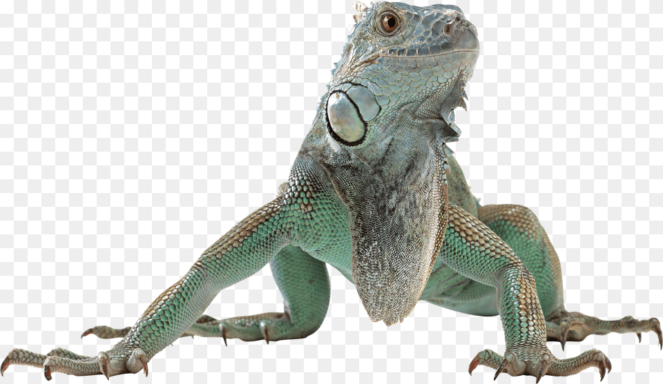 Lizard, Animal, Iguana, Reptile Free Png Download