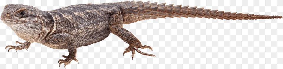 Lizard, Animal, Reptile, Electronics, Hardware Png