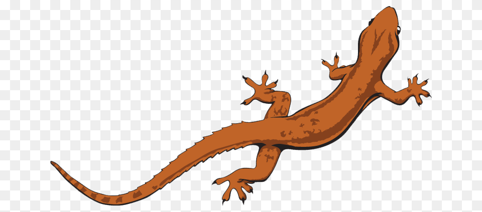 Lizard, Animal, Gecko, Reptile, Dinosaur Png