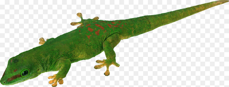 Lizard, Animal, Gecko, Reptile, Green Lizard Free Transparent Png