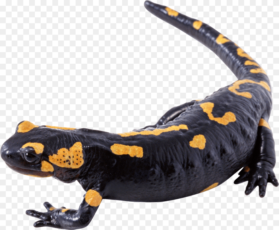 Lizard, Amphibian, Animal, Salamander, Wildlife Free Png