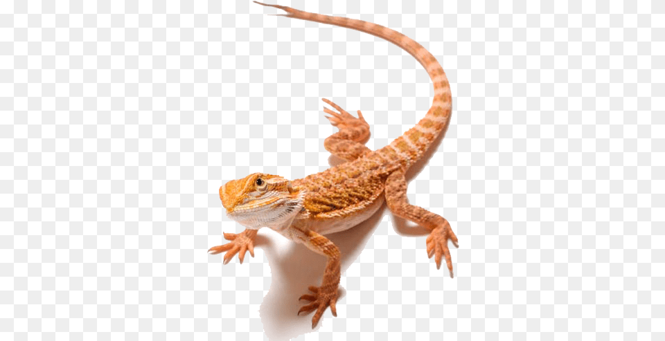 Lizard Bearded Dragons Clip Art Bearded Dragon, Animal, Gecko, Reptile, Anole Png Image