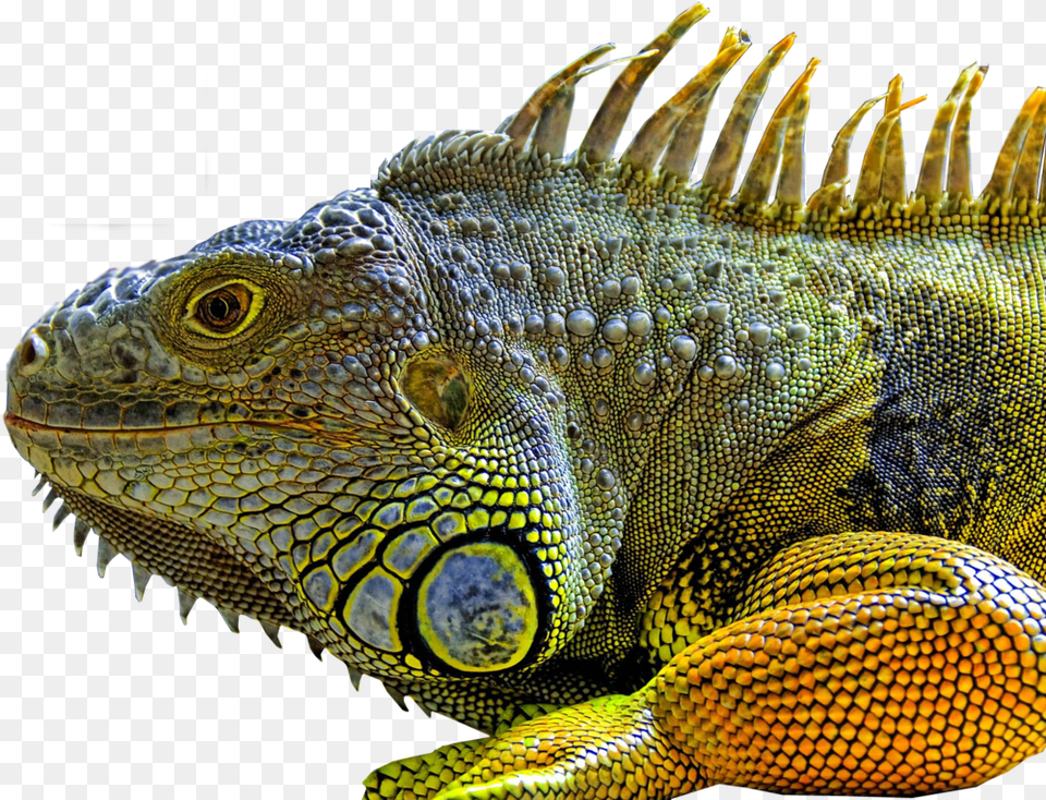 Lizard Chameleon Iguana, Animal, Reptile Free Png