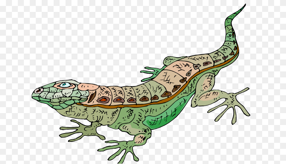 Lizard Clipart, Animal, Gecko, Reptile, Iguana Free Transparent Png