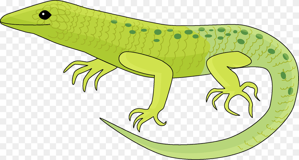 Lizard Clipart, Animal, Reptile, Gecko, Green Lizard Free Png