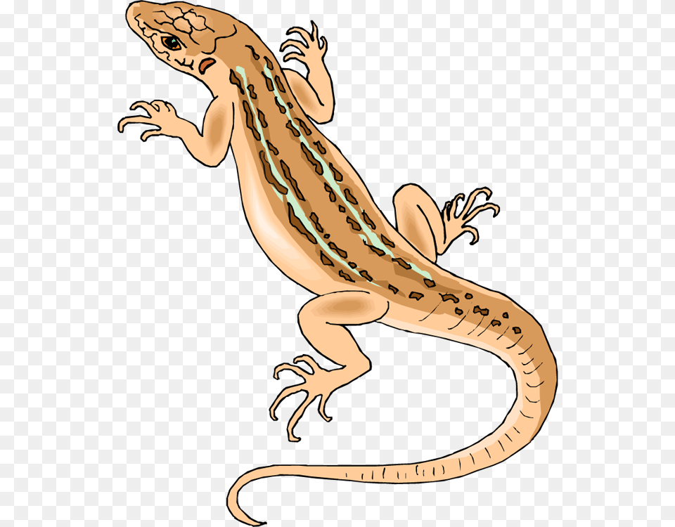 Lizard Clipart Free Download Clip Art On Clipartbarn, Animal, Gecko, Reptile, Person Png Image