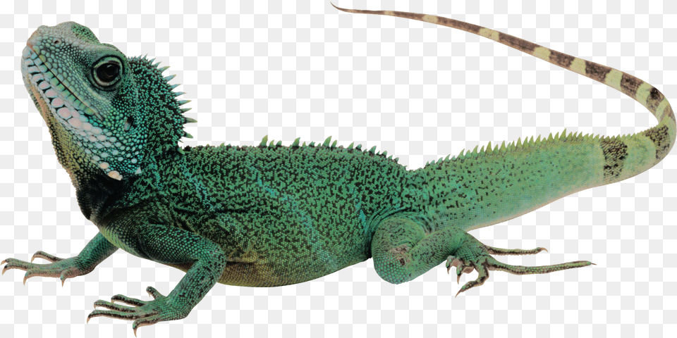 Lizard Como Es El Cuerpo De Los Reptiles, Animal, Iguana, Reptile Free Transparent Png