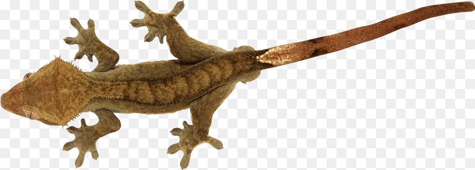 Lizard Crested Gecko Background, Animal, Reptile, Dinosaur Png Image