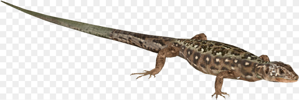 Lizard Download Gekkonidae, Animal, Gecko, Reptile, Anole Png