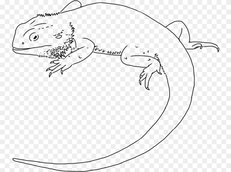 Lizard Drawing Central Bearded Dragon Line Art Clip Draw A Bearded Dragon, Animal, Reptile, Gecko, Iguana Png