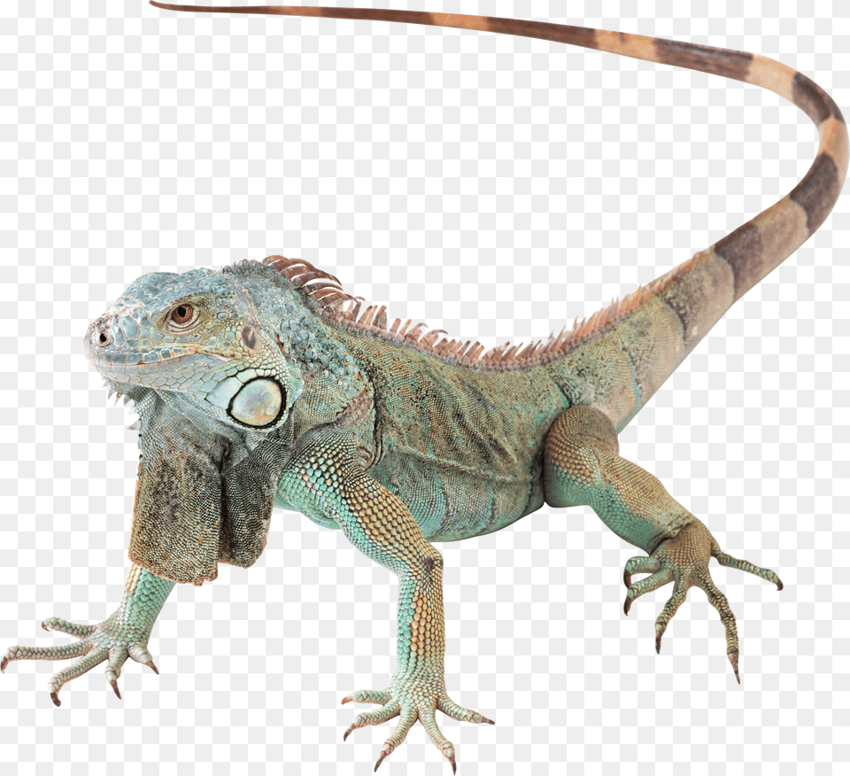 Lizard Green Iguana, Animal, Reptile Png