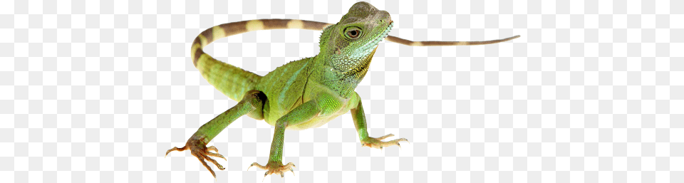 Lizard Hd Lizard, Animal, Reptile, Iguana, Green Lizard Png Image