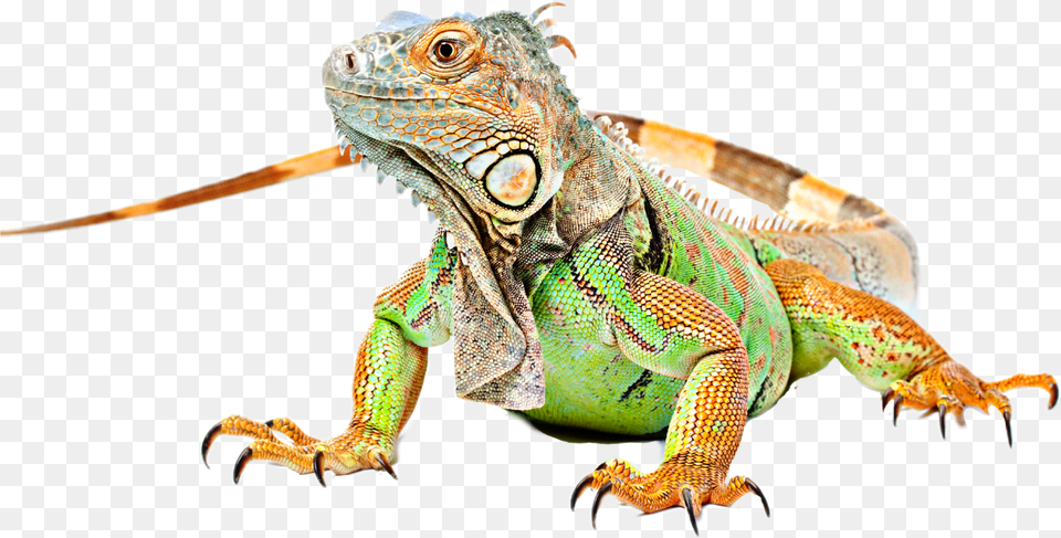 Lizard Iguana Sticker By Taliafera Green Iguana Png Image