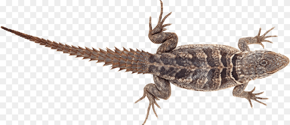 Lizard Images Kertenkele, Animal, Reptile, Gecko, Iguana Free Png Download