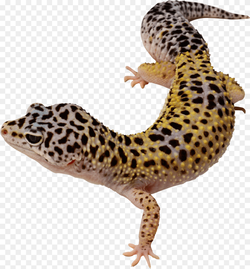 Lizard Images Free Download Yellow And Black Spotted Lizard, Animal, Gecko, Reptile Png Image