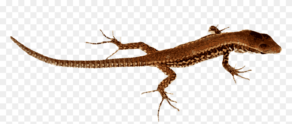 Lizard Pic, Animal, Dinosaur, Reptile, Gecko Png