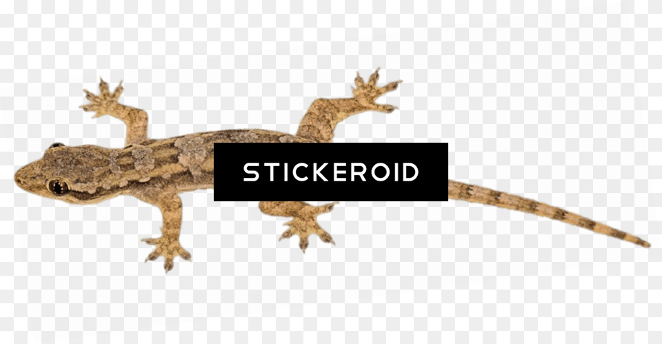 Lizard Pic, Animal, Gecko, Reptile Free Png