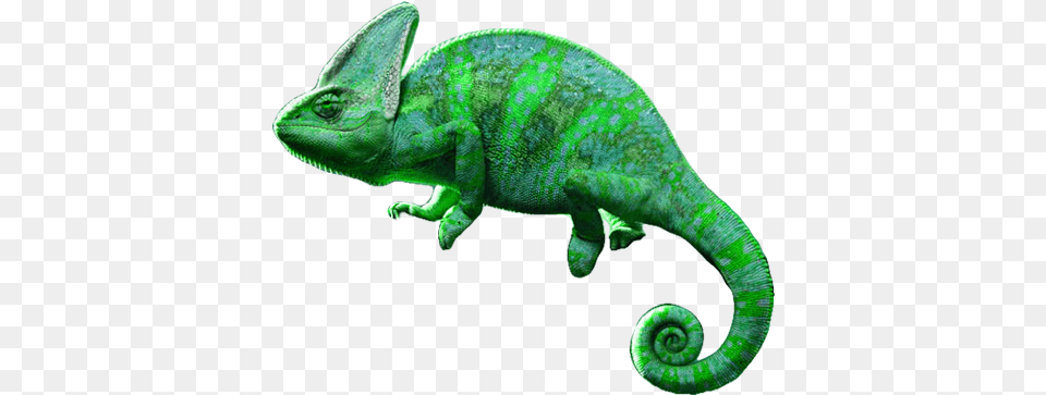 Lizard Power 12 Download Android Apk Aptoide Animal Figure, Reptile, Green Lizard, Iguana Png Image