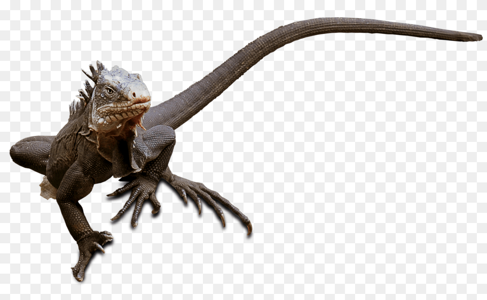 Lizard Reptile Animal Photo On Pixabay Lagarto, Iguana Free Png Download