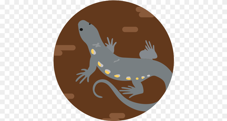 Lizard Reptile Animal Wildlife Animal Figure, Amphibian, Salamander, Fish, Sea Life Free Png Download
