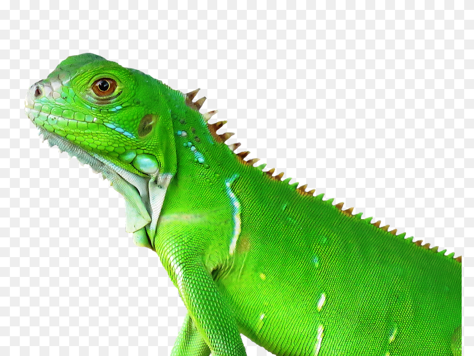 Lizard Reptile Tropical Nature Animal Vertebrate Tropical Animal, Iguana Png