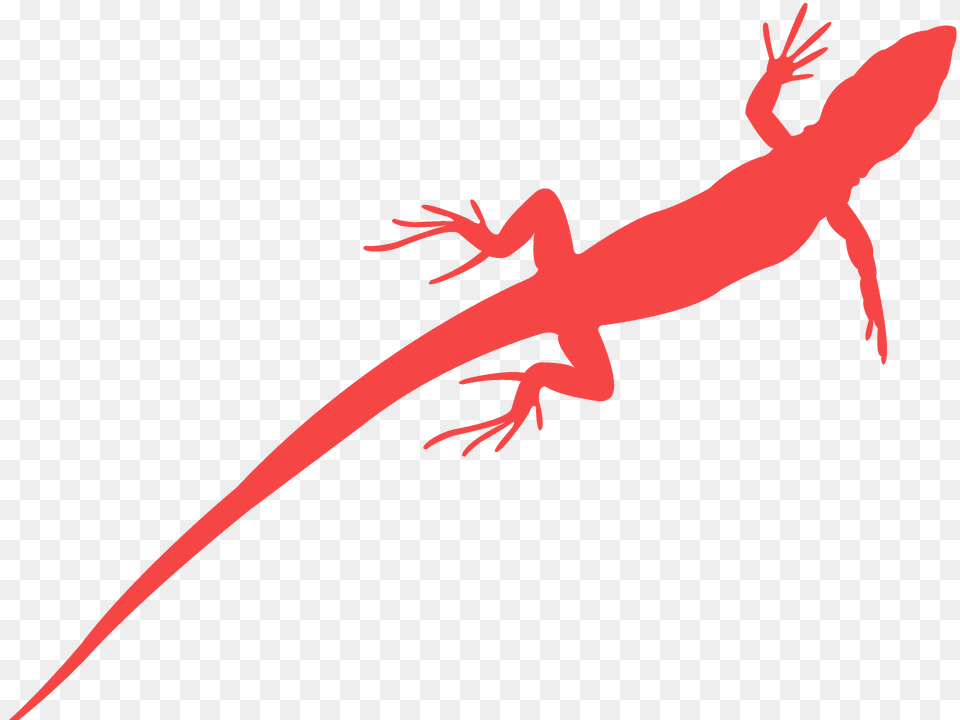Lizard Silhouette, Animal, Gecko, Reptile, Anole Free Png