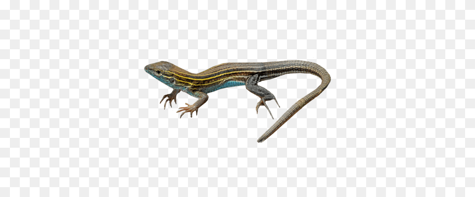 Lizard Transparent, Animal, Gecko, Reptile Free Png