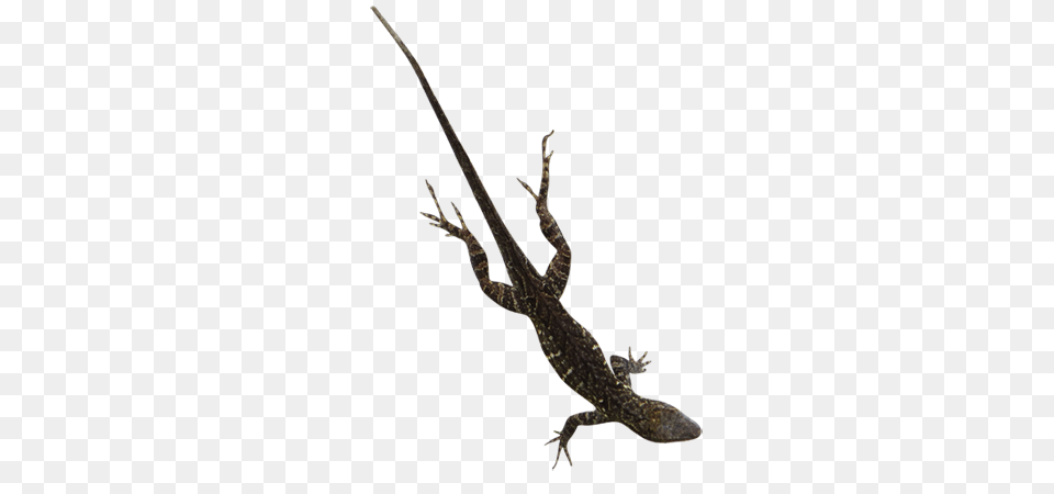 Lizard Transparent Lizard Images, Sword, Weapon, Blade, Dagger Free Png Download