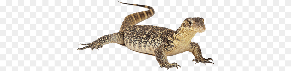 Lizard Water Lizard, Animal, Reptile, Electronics, Hardware Free Png