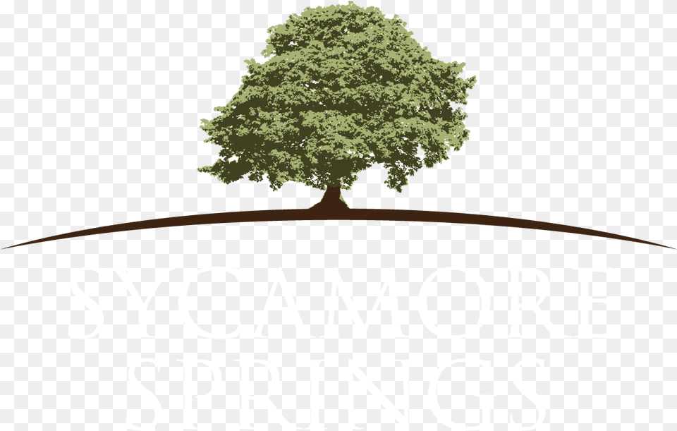 Lk Wood As Everyone Should, Oak, Plant, Potted Plant, Sycamore Free Png
