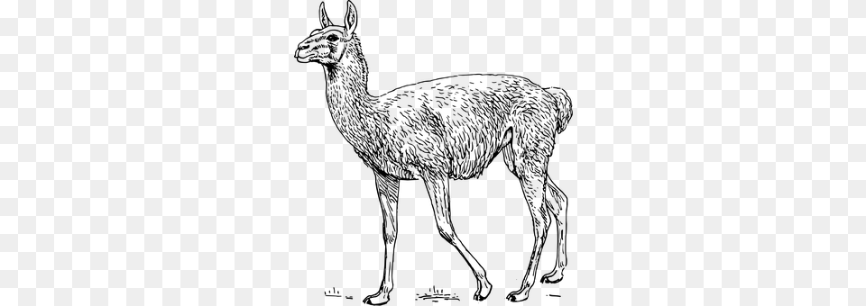 Llama Gray Png