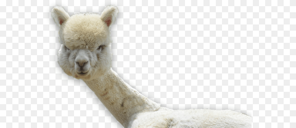 Llama, Animal, Mammal, Livestock, Sheep Png Image
