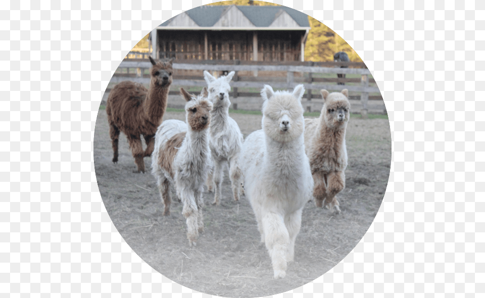 Llama, Animal, Livestock, Mammal, Sheep Free Transparent Png