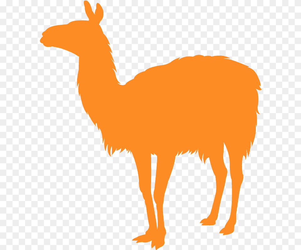 Llama, Animal, Mammal, Wildlife, Zebra Free Png Download