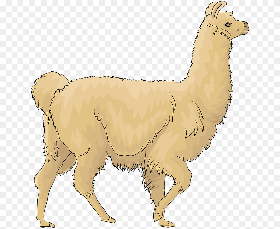 Llama, Animal, Mammal, Face, Head Free Transparent Png