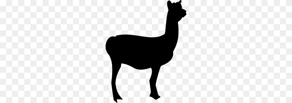 Llama Gray Png