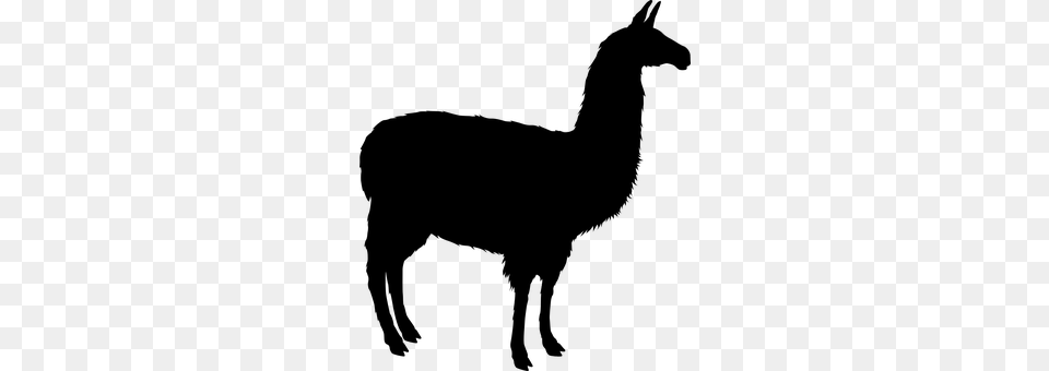 Llama Gray Png