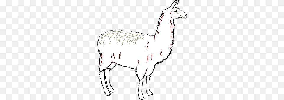 Llama Animal, Mammal, Canine, Dog Png