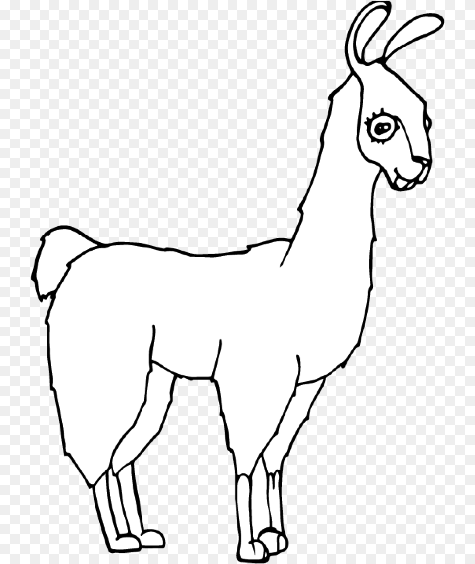 Llama, Stencil, Adult, Female, Person Png Image