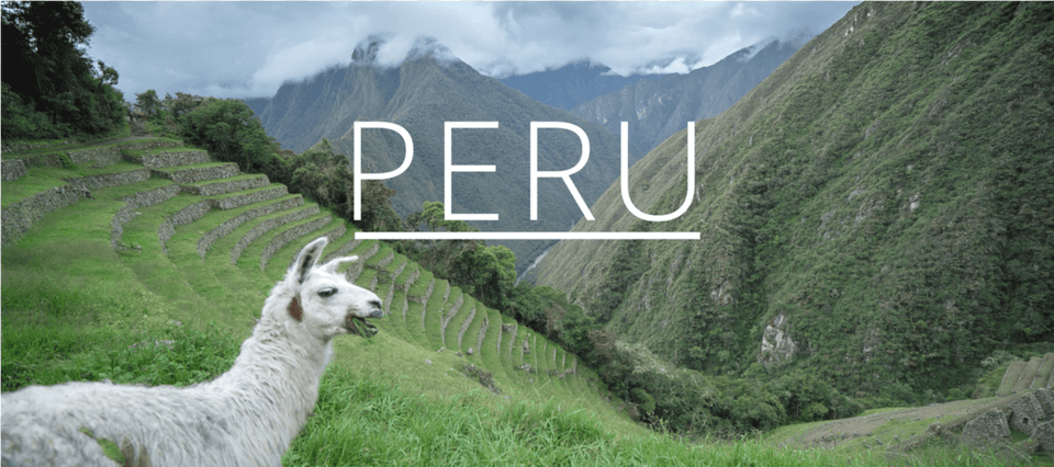Llama, Animal, Livestock, Mammal, Sheep Png