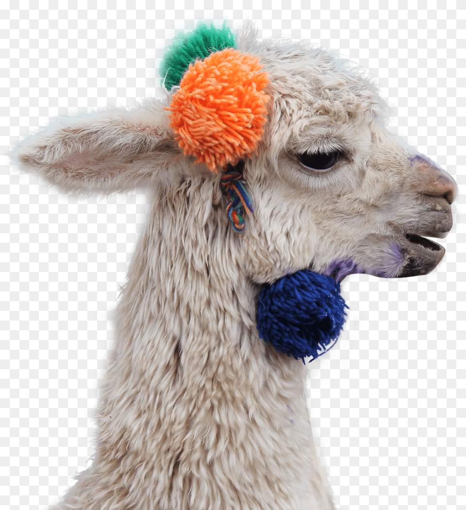 Llama Png Image
