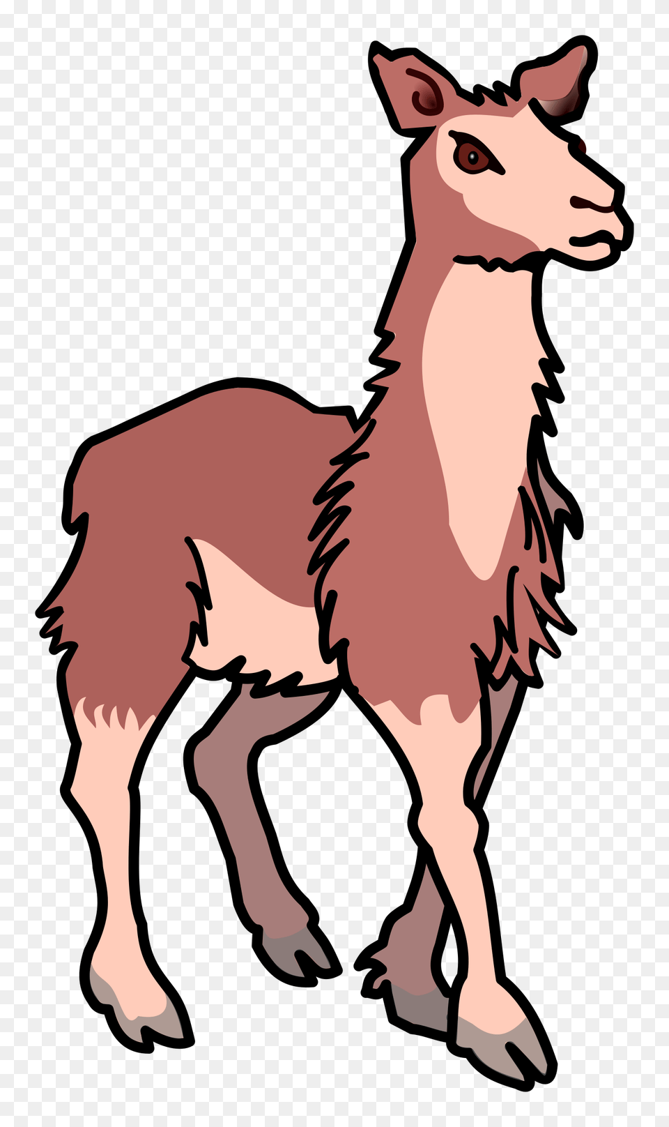 Llama, Animal, Mammal, Adult, Female Png Image