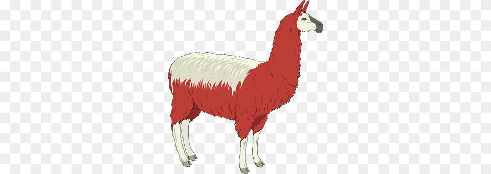 Llama Animal, Mammal, Cattle, Cow Png Image