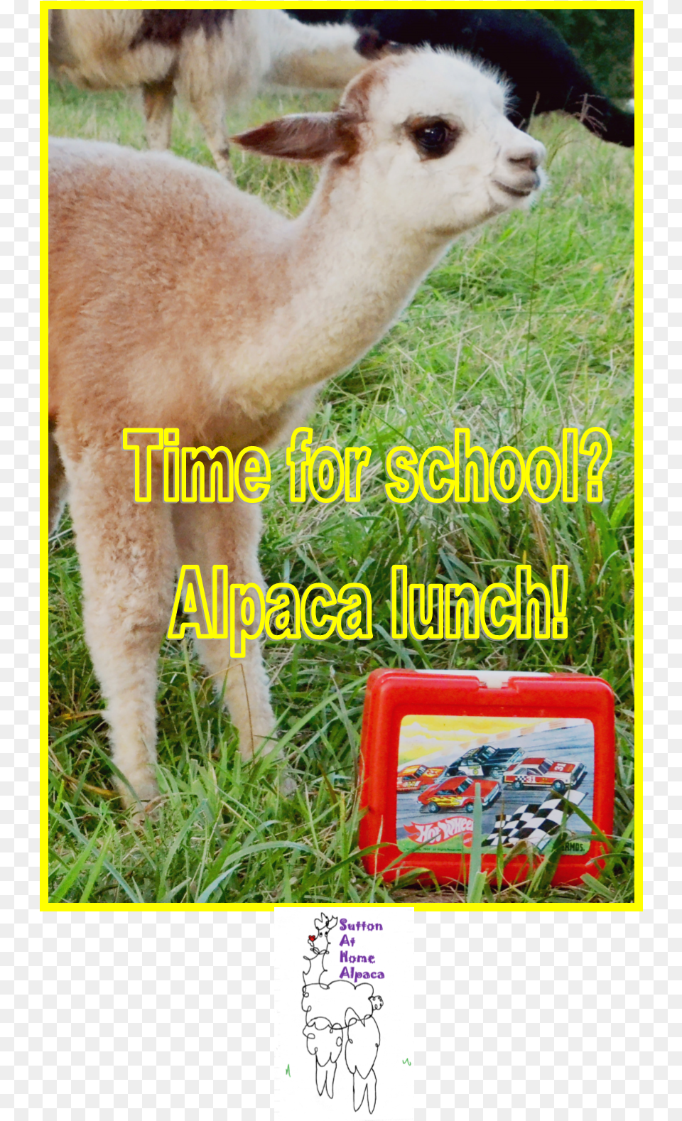 Llama, Animal, Livestock, Mammal, Sheep Free Png Download