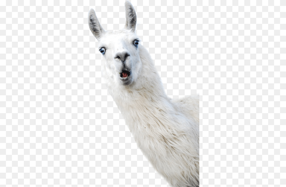 Llama Alpaca Camelids Wool Llama, Animal, Mammal, Canine, Dog Free Png Download