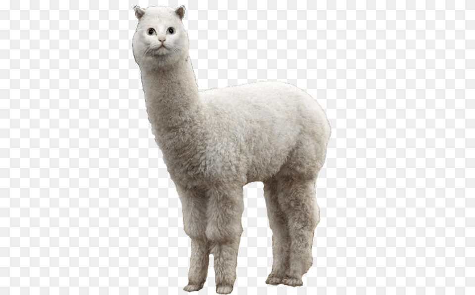 Llama Alpaca Cat Animal Alpaca, Mammal, Pet Free Png Download