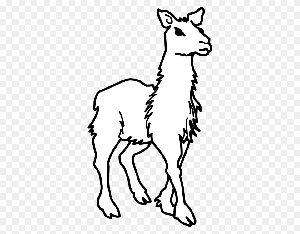 Llama Alpaca Evolution Drawing Computer Icons, Stencil, Silhouette, Person, Face Free Transparent Png